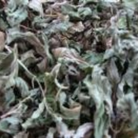 キッチンガーデンで自家製ミントティー レシピ 作り方 By Mayachka 楽天レシピ キッチンガーデンで自家製ミントティー レシピ 作り方 By Mayachka 楽天レシピ